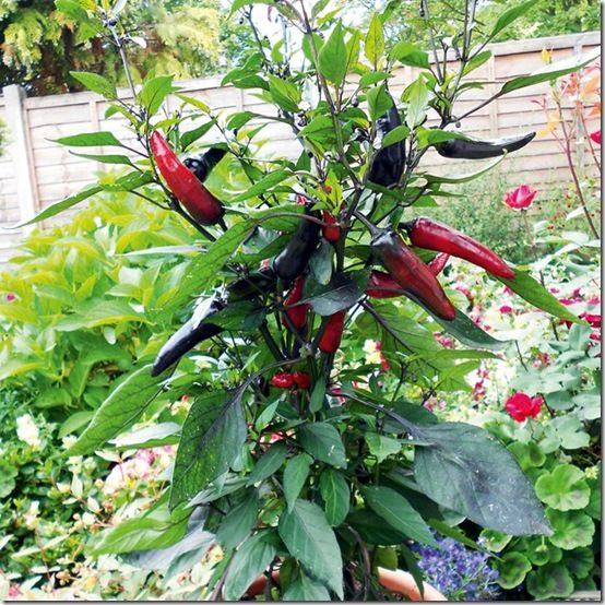 Chilli 'Vampire'