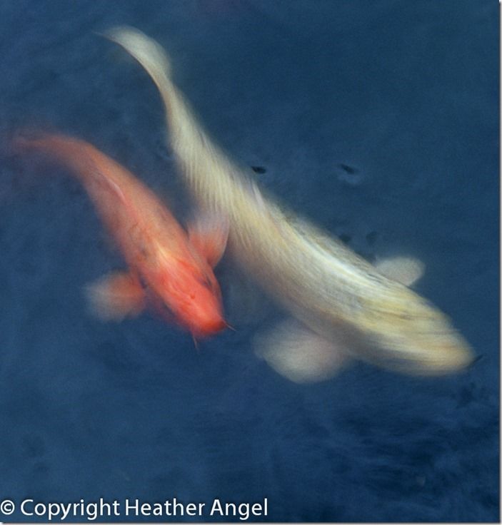 Koi carp swimming in pool