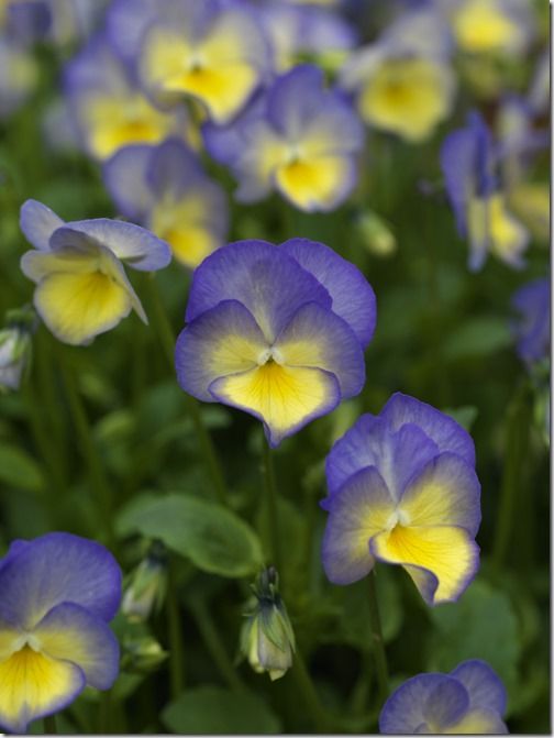 Viola 'Jennifer Andrews' (960x1280)