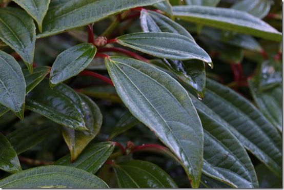 Viburnum davidii