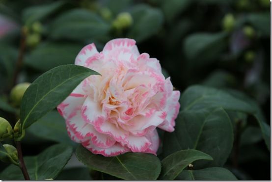 Camellia 'Margaret Davis'