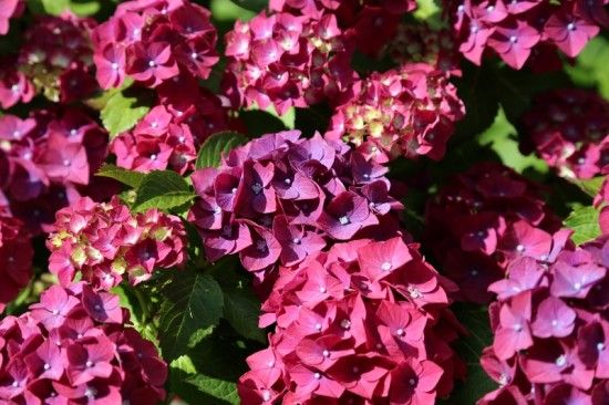 8 Hydrangea macrophylla (800x533)