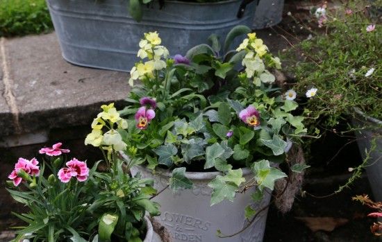 Wallflower SugarRush