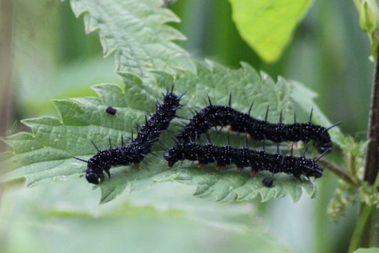 9 Peacock larvae on nettles