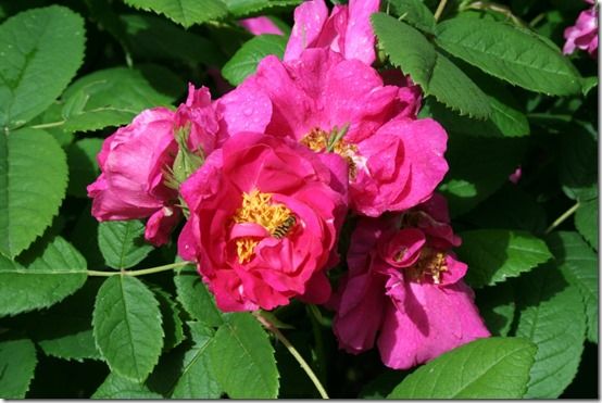 Rosa gallica 'Officinalis' The apothecary's rose 