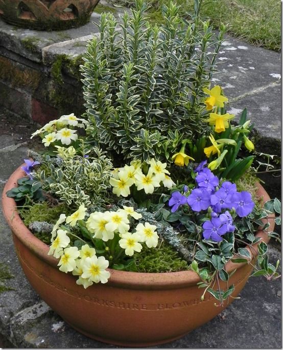 6 Primroses and periwinkles paint a pretty spring picture