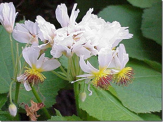 Sparrmannia africana