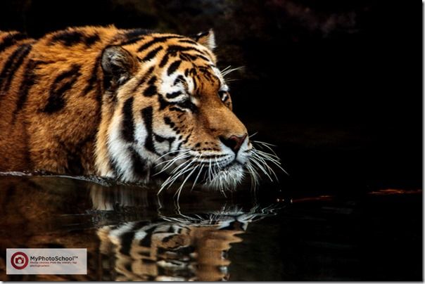 Tiger, Pet Photography, How to, Animals, Selective focus