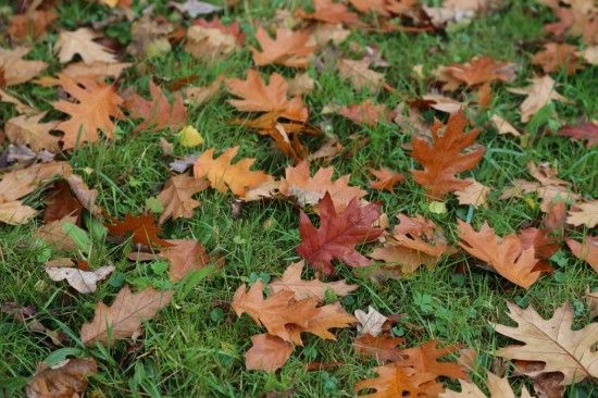 Fallen oak leaves 