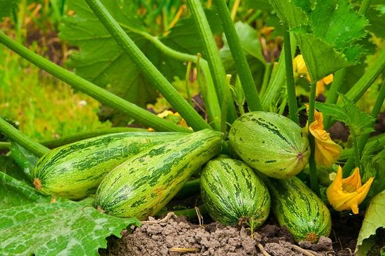 flowering marrow with fruits