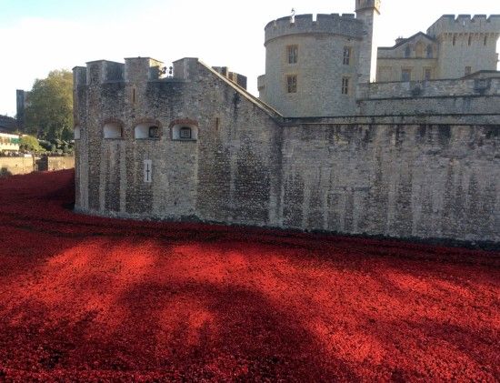 1 early morning light on the poppies