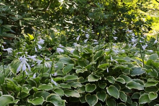 2 Hosta 'So Sweet'