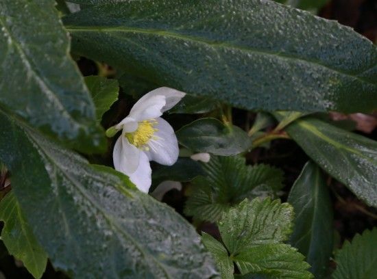 2 Helleborus niger