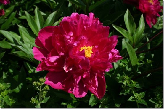 paeonia 'Lord kitchener'