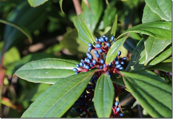 Viburnum davidii female