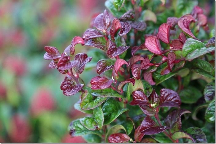 3 leucothoe 'Curly Red'