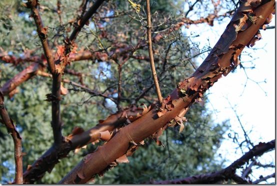 1 Acer griseum - branches