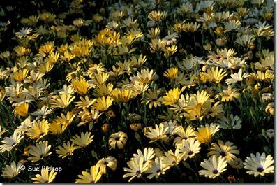 osteospermums overview