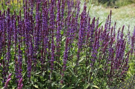 7 Salvia 'Caradonna' (800x533)