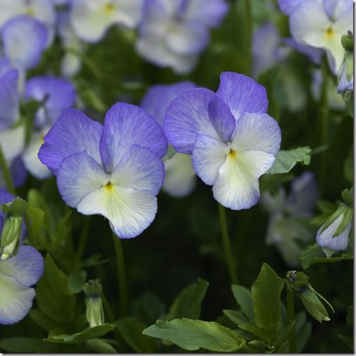 Viola Fiona Lawrenson, a perennial viola.