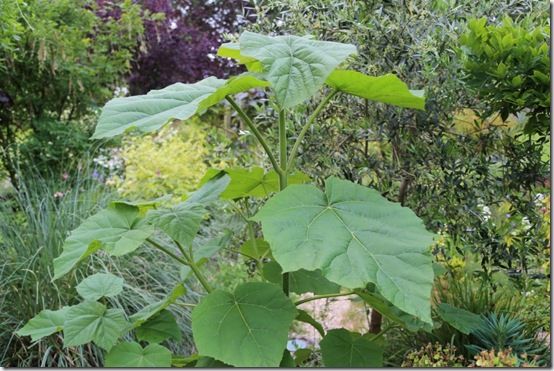 5 Paulownia tomentosa