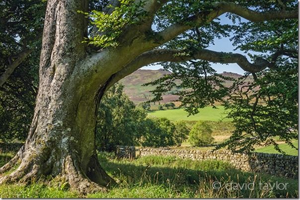 View of the Drake Stone from the grounds of Harbottle Castle, Northumberland National Park, England