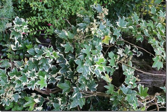 4. Fatshedera lizei 'Variegata 