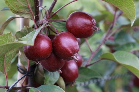 Malus 'Harry Baker' 