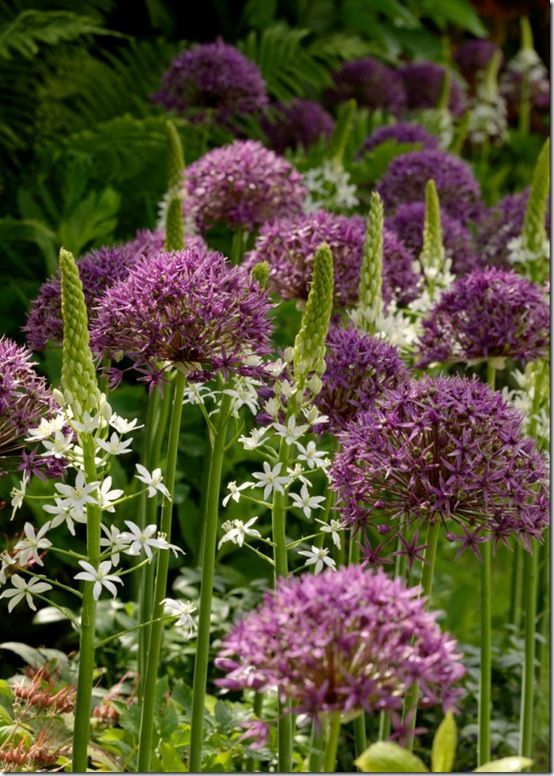 Allium Violet Beauty and Ornithogalum Magnum