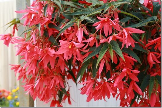 Modern hybrid begonia