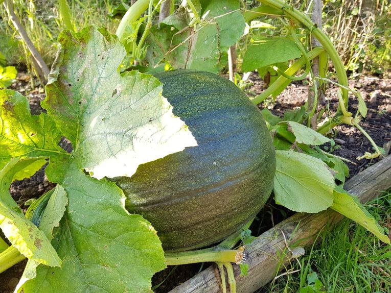 A pumpkin prior to harvesting