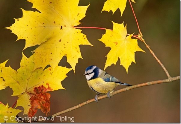 Blue Tit, Parus caeruleus, among autumn leaves, UK, November