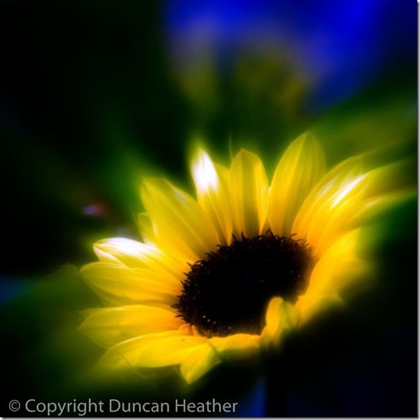 Sun Flower (Soft Filter) _X4C6120