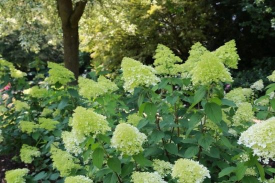 11 Hydrangea paniculata 'Limelight' (800x533)