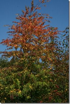 Cercidiphyllum japonicum