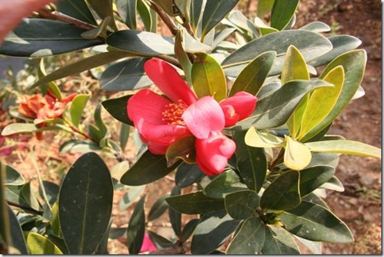 china 2012 Camellia changii (azalea)