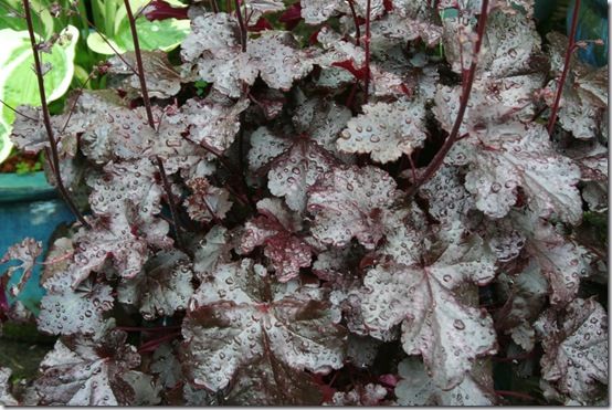 Heuchera 'Licorice' 2