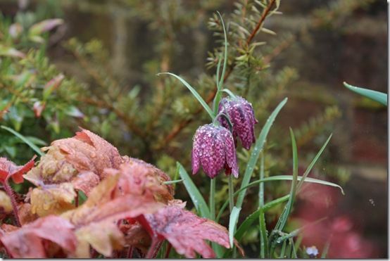 Fritillaria meleagris