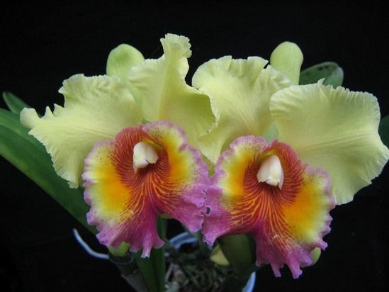 How To Grow & Care For Orchids