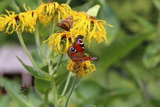 7 Butterflies on inula (1280x855)