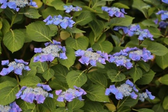 3 Hydrangea macrophylla 'Nachtigall' (800x533)