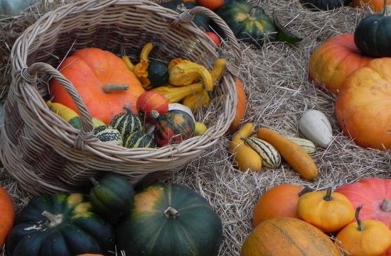 Gourds and squashes