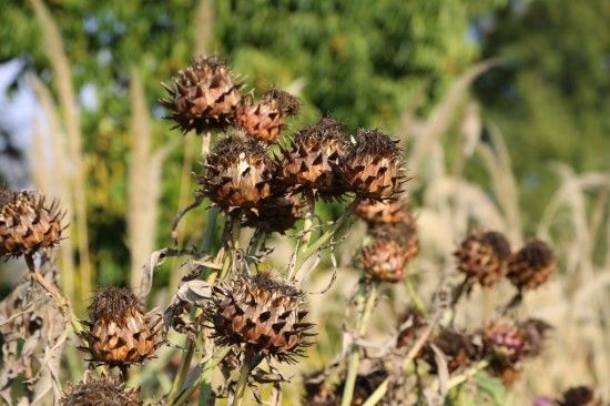 Cynara cardunculus
