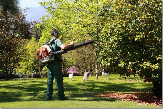 6 Cleaning camellias Isola Madre