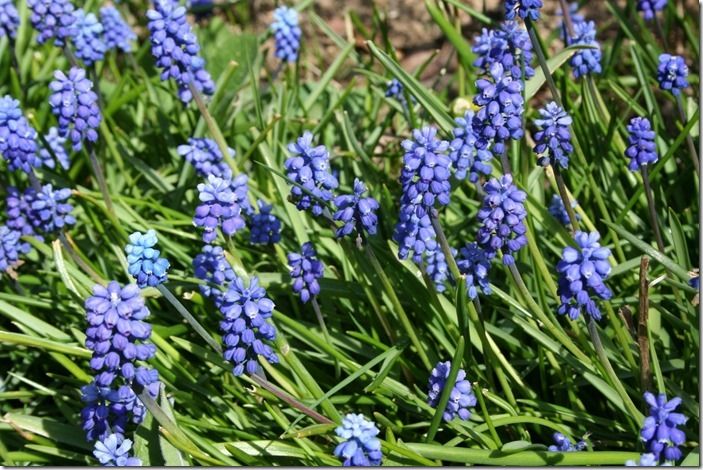 5 Muscari armeniacum