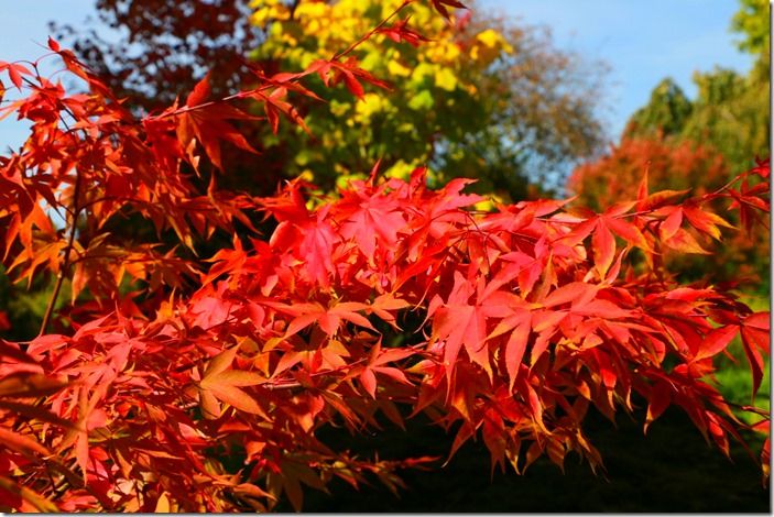 9 Acer palmatum 'Korean Gem'