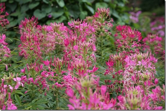 cleome