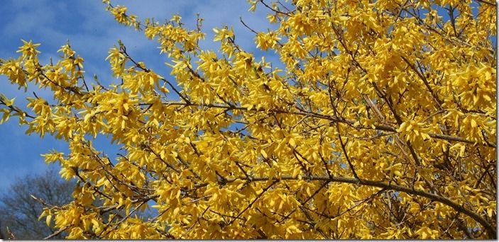 1a Forsythia x intermedia (2000x967)