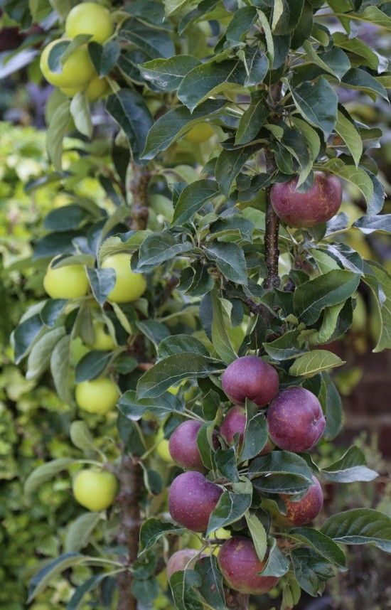 Starline apples