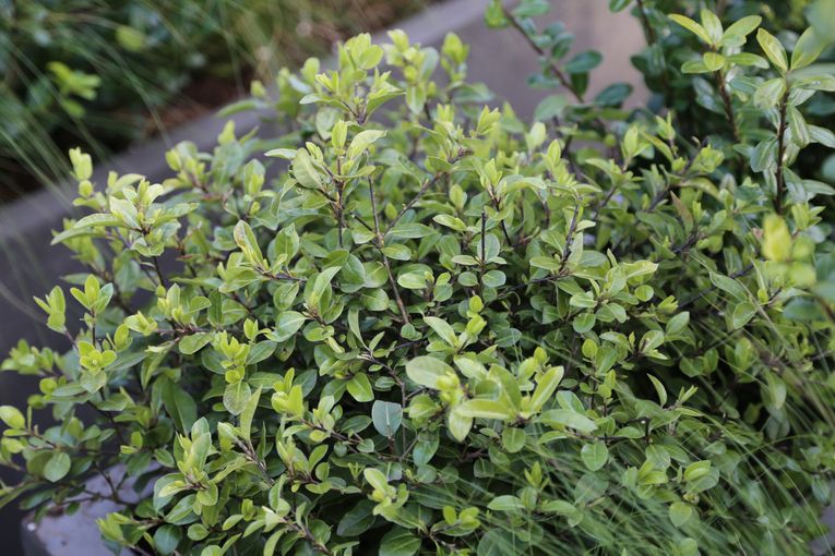 pittosporum tenuifolium harley botanica